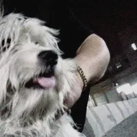 جا ب جایی محل کارم|سگ|چهاردانگه (تهران), |دیوار