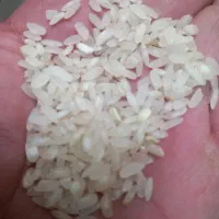 فروش برنج کامفیروزی بدون خورده در حد عالی|خوردنی و آشامیدنی|شیراز, دکتر حسابی|دیوار