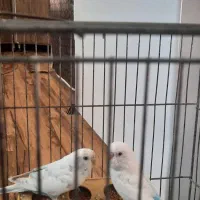 ۳ عدد مرغ عشق