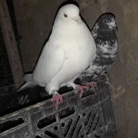 کبوترفروشی