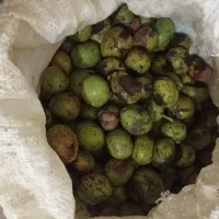 گردو با پوست