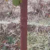 کاشت انواع نهال ها. رنگ کردن تنه درختان . چال کود|خدمات باغبانی و درختکاری|سقز, |دیوار