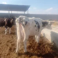 گاو تلیسه|حیوانات مزرعه|مرودشت, تخت جمشید|دیوار