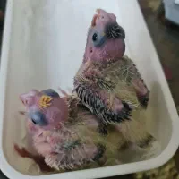 ۲ عدد جوجه عروس هلندی