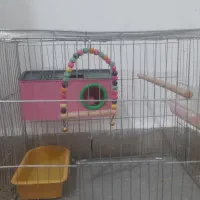 مرغ عشق تخم گزار|پرنده|فولادشهر, مسکن مهر فولادشهر|دیوار