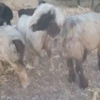 کاوه قوچ داشتی زیرخاکی همچی تمام شرطی