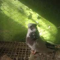 کبوتر نوک قنار|پرنده|آق قلا, |دیوار