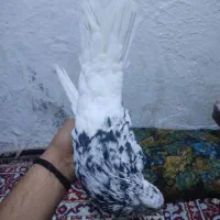 زرگان|پرنده|باوی, |دیوار