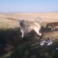 سگ پژدر ناب