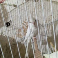 عروس هلندی آلبینو|پرنده|سیرجان, |دیوار