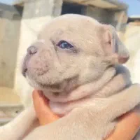 فرنچ بولداگ