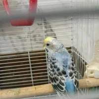 مرغ عشق دستی|پرنده|اردبیل, |دیوار