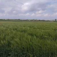 کاه