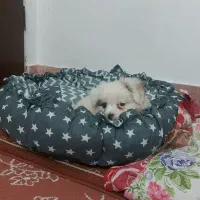 سگ عروسکی|سگ|قم, پردیسان|دیوار