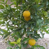 فروش منزل مسکونی با طراحی حرفه ای در روستا ریکا|فروش خانه و ویلا|صالح آباد (ایلام), |دیوار