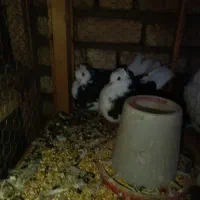 کبوتر تزینی|پرنده|اصفهان, ارداجی|دیوار