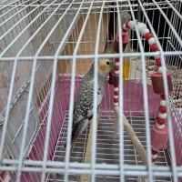 عروس هلندی|پرنده|آستانه اشرفیه, |دیوار