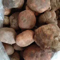 دنبلان ( اغر ) تازه درشت