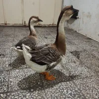 غوغاز آفریقایی زینتی اصل|حیوانات مزرعه|رشت, عینک|دیوار