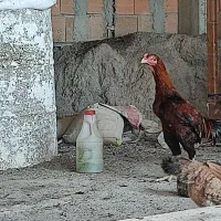 مرغ لاری نر|حیوانات مزرعه|بهشهر, |دیوار