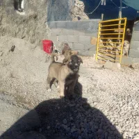 سگ آلابای|سگ|کرمانشاه, |دیوار