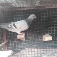 نر سبز کلاغ