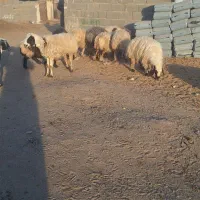 ۲۸گوسفند زاییده و۱۰گوسفند آبستن و۱۱بره پارسالی