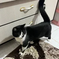 واگذاری 2 عدد گربه|گربه|چابهار, |دیوار