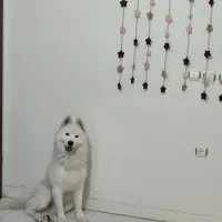 پانسیون نگهداری و آموزشی سگ|خدمات پیشه و مهارت|فردیس, شهرک ناز|دیوار