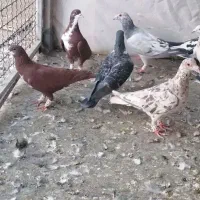 کفتر رنگه و دم سفید والمانی|پرنده|مشهد, شهرک شیرین|دیوار