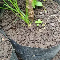 نهال تلخ کیوی|خدمات باغبانی و درختکاری|چوبر, |دیوار