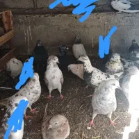 فروش کبوتر|پرنده|ویلکیج, |دیوار