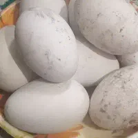 تخم غاز