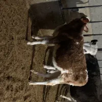 دوراس گوساله ماده