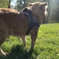 سگ نژاد کورگی اشپیتز|سگ|فردیس, سرحد آباد|دیوار