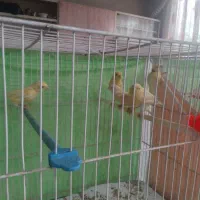 قناری جوجه چهار ماه|پرنده|مشهد, ابوذر|دیوار