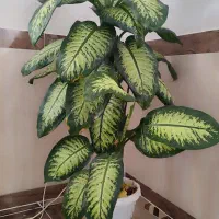 یک سری گل طبیعی به فروش میرسد|گل و گیاه طبیعی|بانه, |دیوار