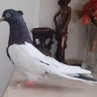 کفترصید|پرنده|مشهد, انصار|دیوار