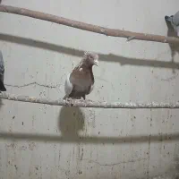 کبوتر سر ته