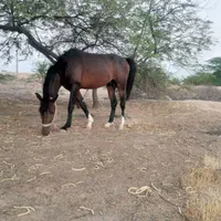 اسب عرب ونریان