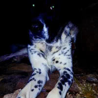 واگذاری سگ قدرجونی