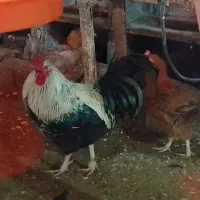 تخم مرغ نطفه دار. اصلاح شده گلپایگان|حیوانات مزرعه|اطاقور, |دیوار