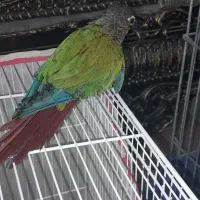 طوطی گرینچیک|پرنده|بجنورد, |دیوار