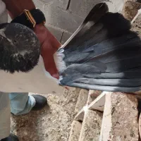کفتر