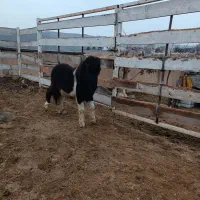 اسب فلابلا (پونی)|اسب و تجهیزات اسبسواری|لواسان, |دیوار