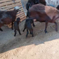 میش هترو دوقل|حیوانات مزرعه|ماهنشان, |دیوار