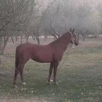 اسب