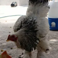 تخم نطفه دار برهما لایت درجه یک غول پیکر