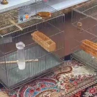 سهره قناری دهن لر بدون خطا