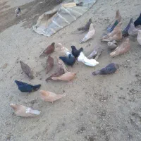 ۴۰ عدد کفتر قطعه دار|پرنده|باروق, |دیوار